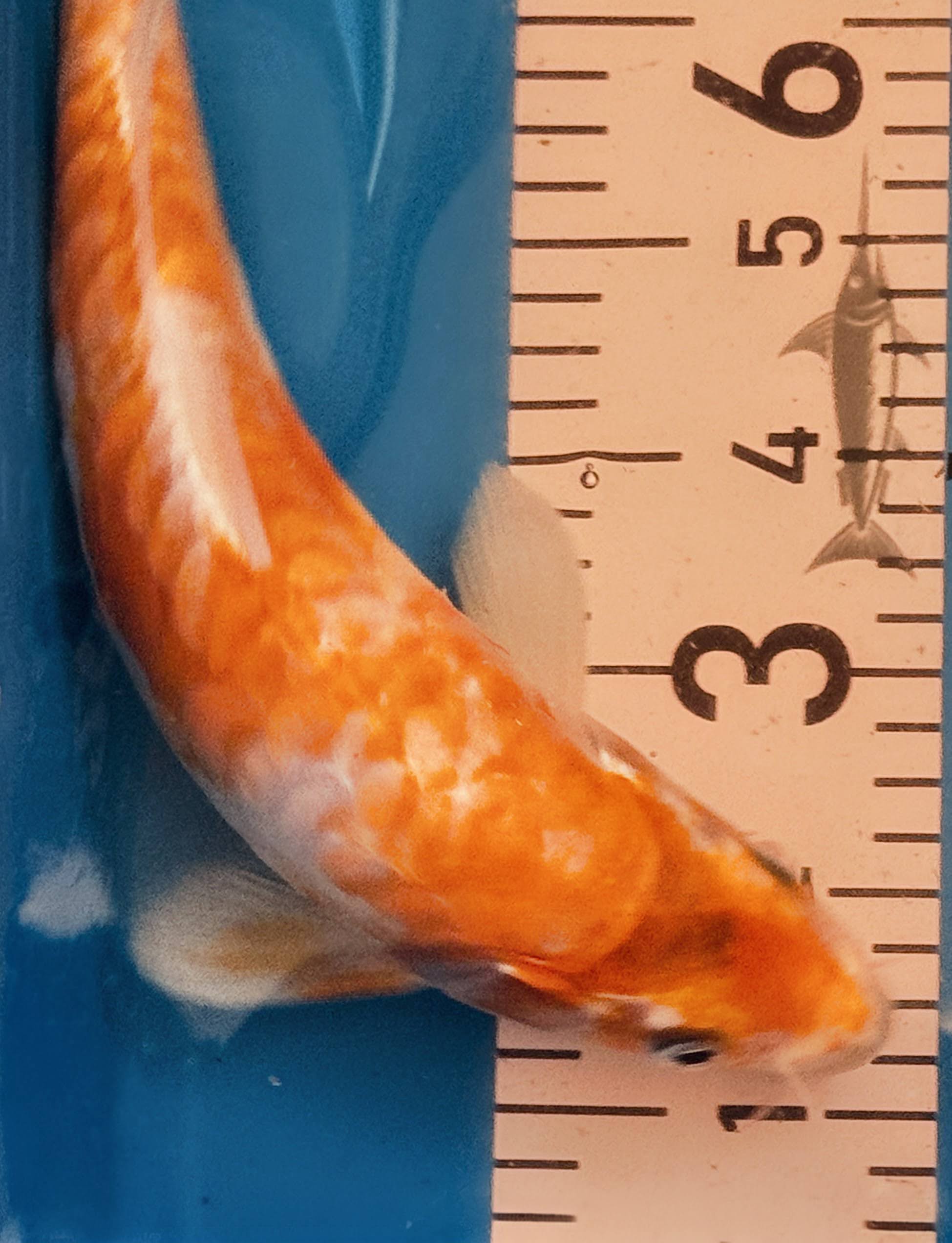 10" Yamabuki Ogon Standard Fin Koi — Live Pond Fish [Premium Grade]