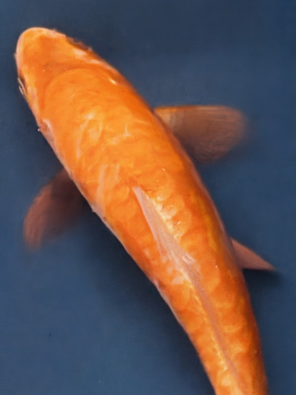 10" Yamabuki Ogon Standard Fin Koi — Live Pond Fish [Premium Grade]
