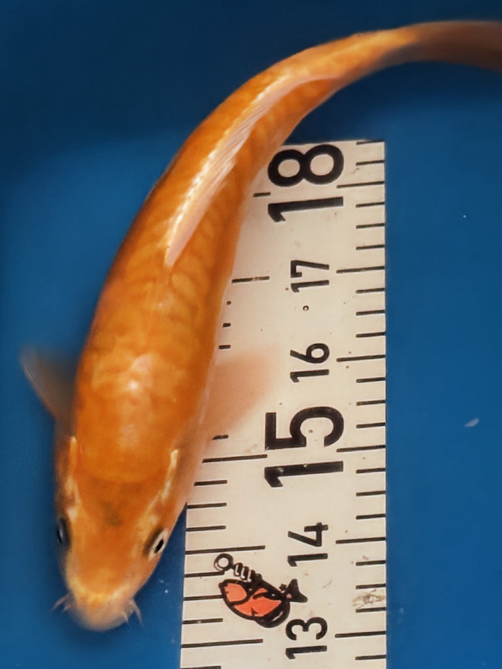 10" Yamabuki Ogon Standard Fin Koi — Live Pond Fish [Premium Grade]