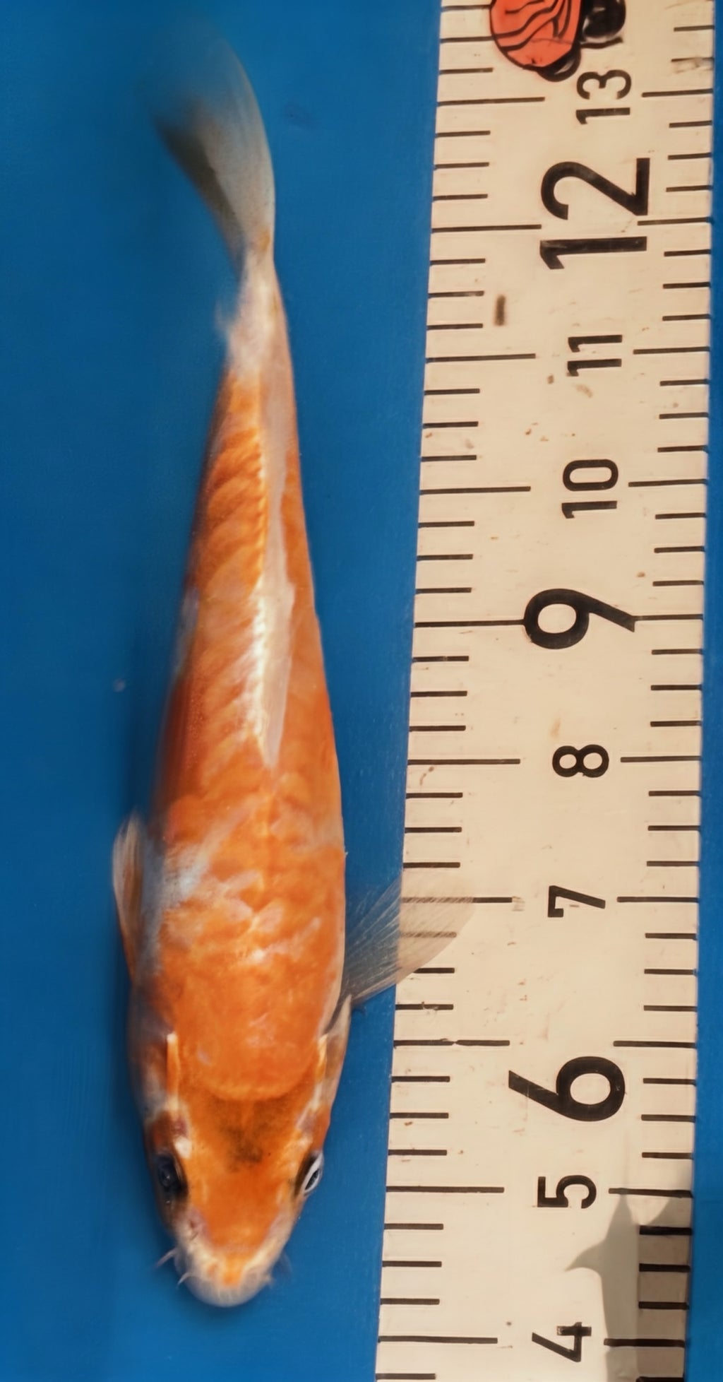 10" Yamabuki Ogon Standard Fin Koi — Live Pond Fish [Premium Grade]