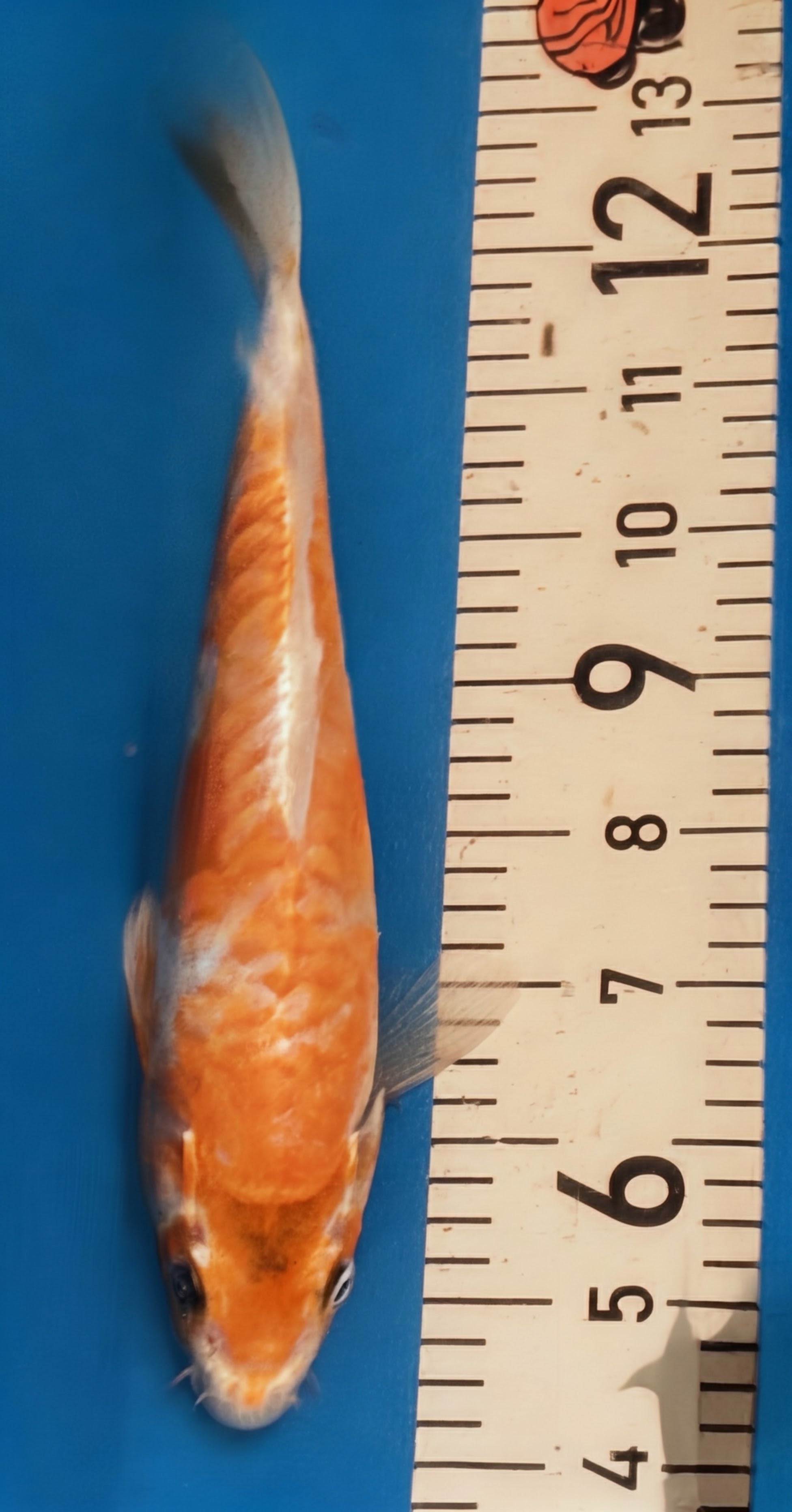 10" Yamabuki Ogon Standard Fin Koi — Live Pond Fish [Premium Grade]