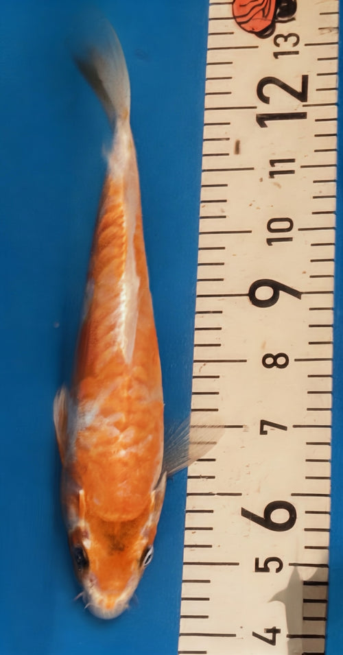10" Yamabuki Ogon Standard Fin Koi — Live Pond Fish [Premium Grade]