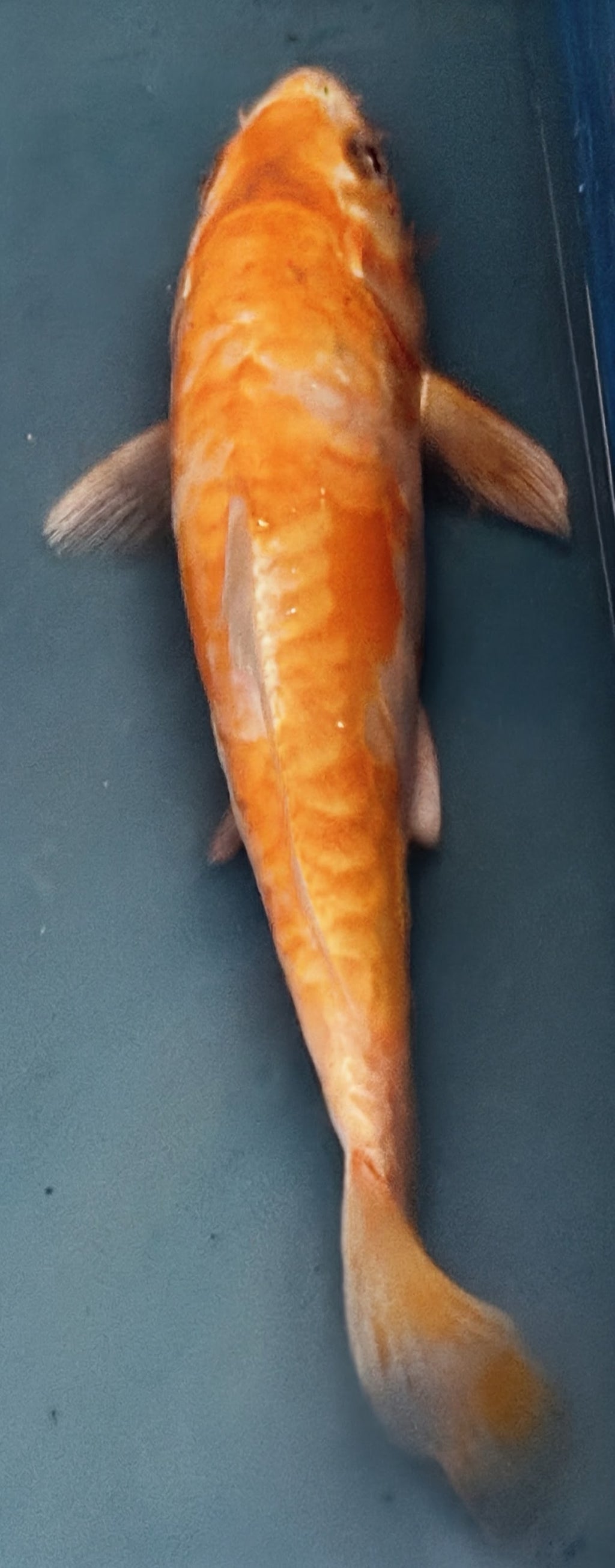 10" Yamabuki Ogon Standard Fin Koi — Live Pond Fish [Premium Grade]