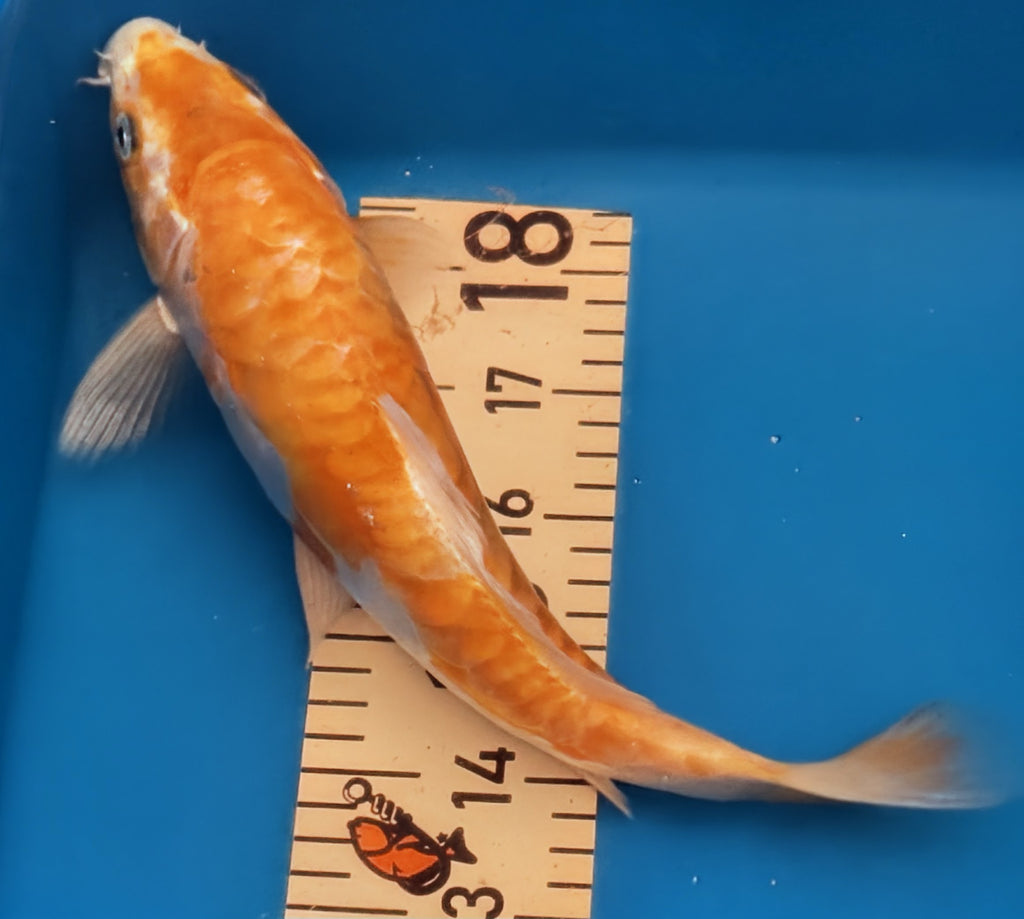 10" Yamabuki Ogon Standard Fin Koi — Live Pond Fish [Premium Grade]