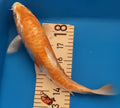 10" Yamabuki Ogon Standard Fin Koi — Live Pond Fish [Premium Grade]