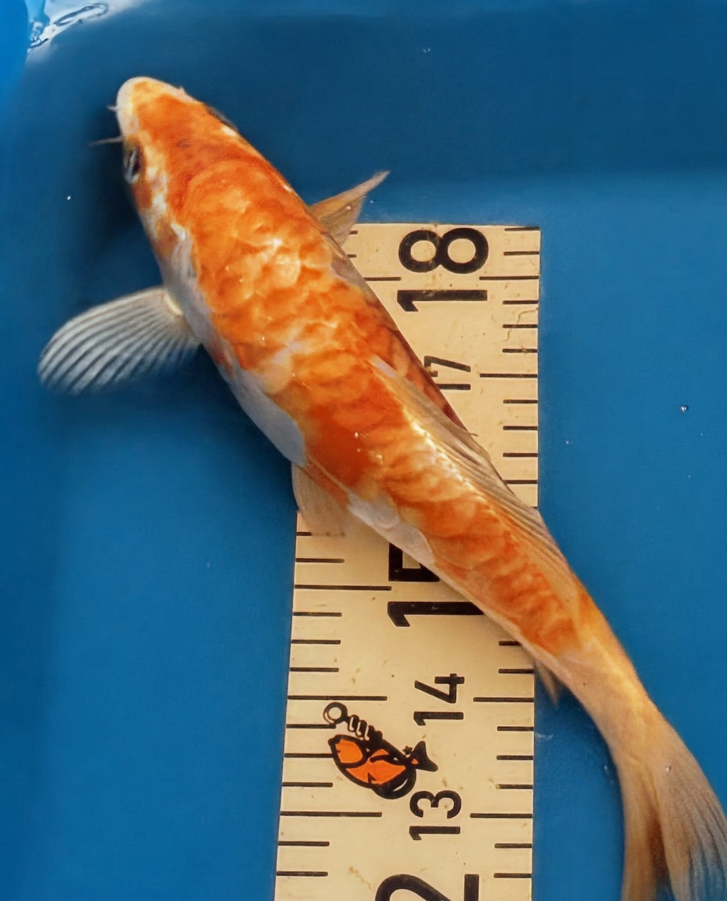 10" Yamabuki Ogon Standard Fin Koi — Live Pond Fish [Premium Grade]