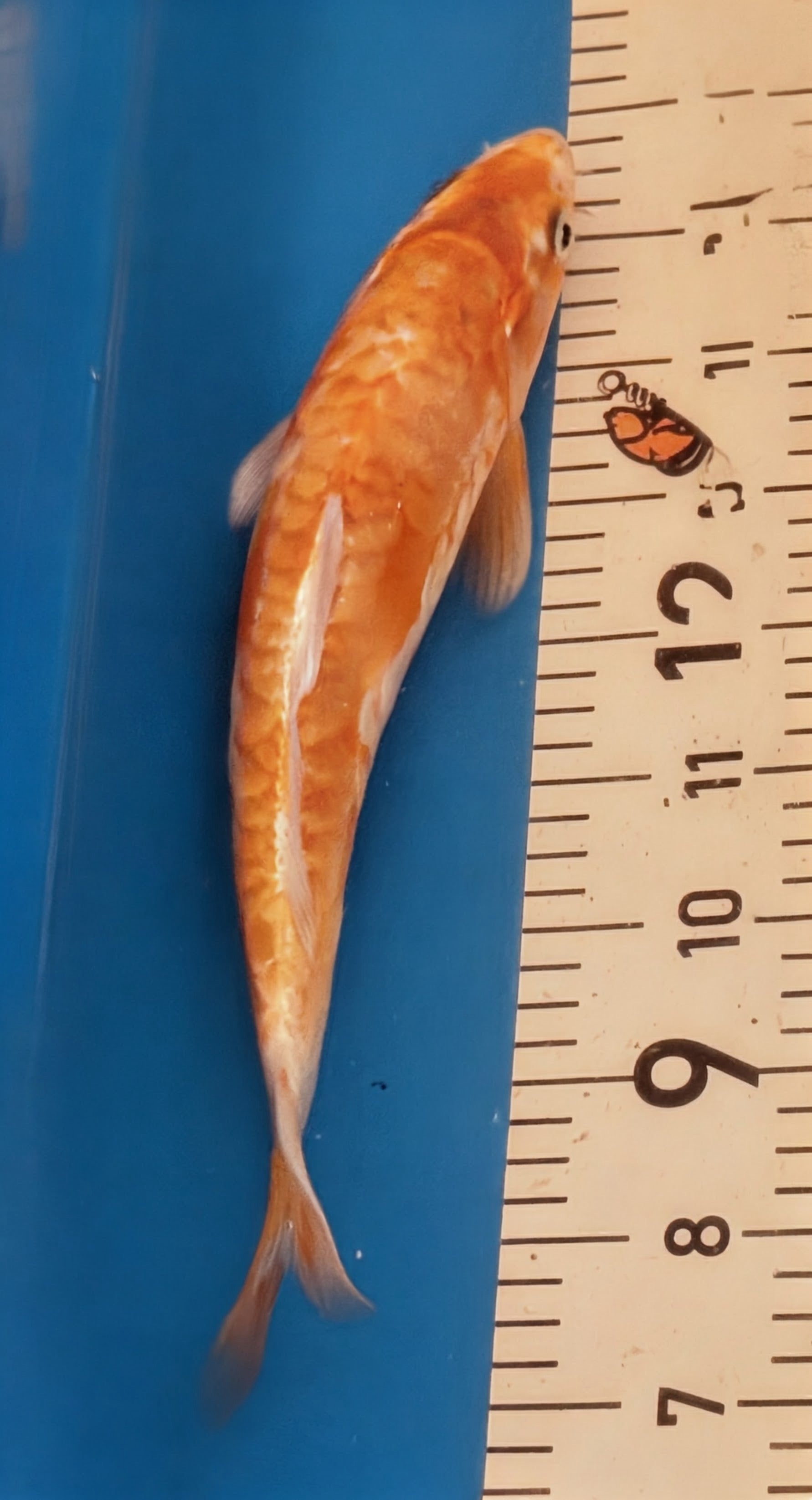 10" Yamabuki Ogon Standard Fin Koi — Live Pond Fish [Premium Grade]
