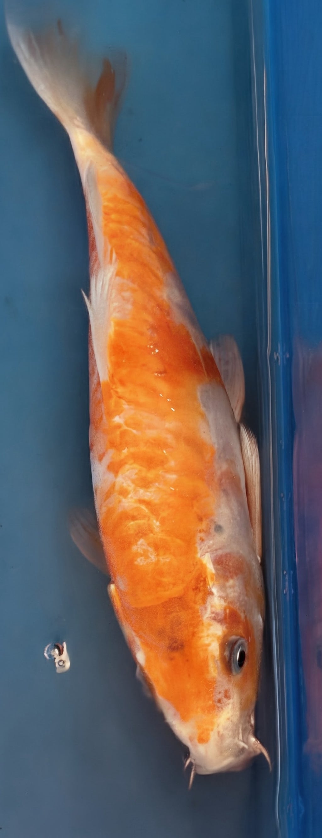 10" Yamabuki Ogon Standard Fin Koi — Live Pond Fish [Premium Grade]