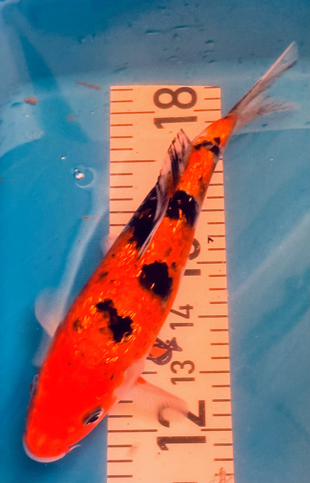 10" Doitsu Hi Utsuri / Kin Ki Utsuri Standard Fin Koi — Live Pond Fish [Premium Grade]