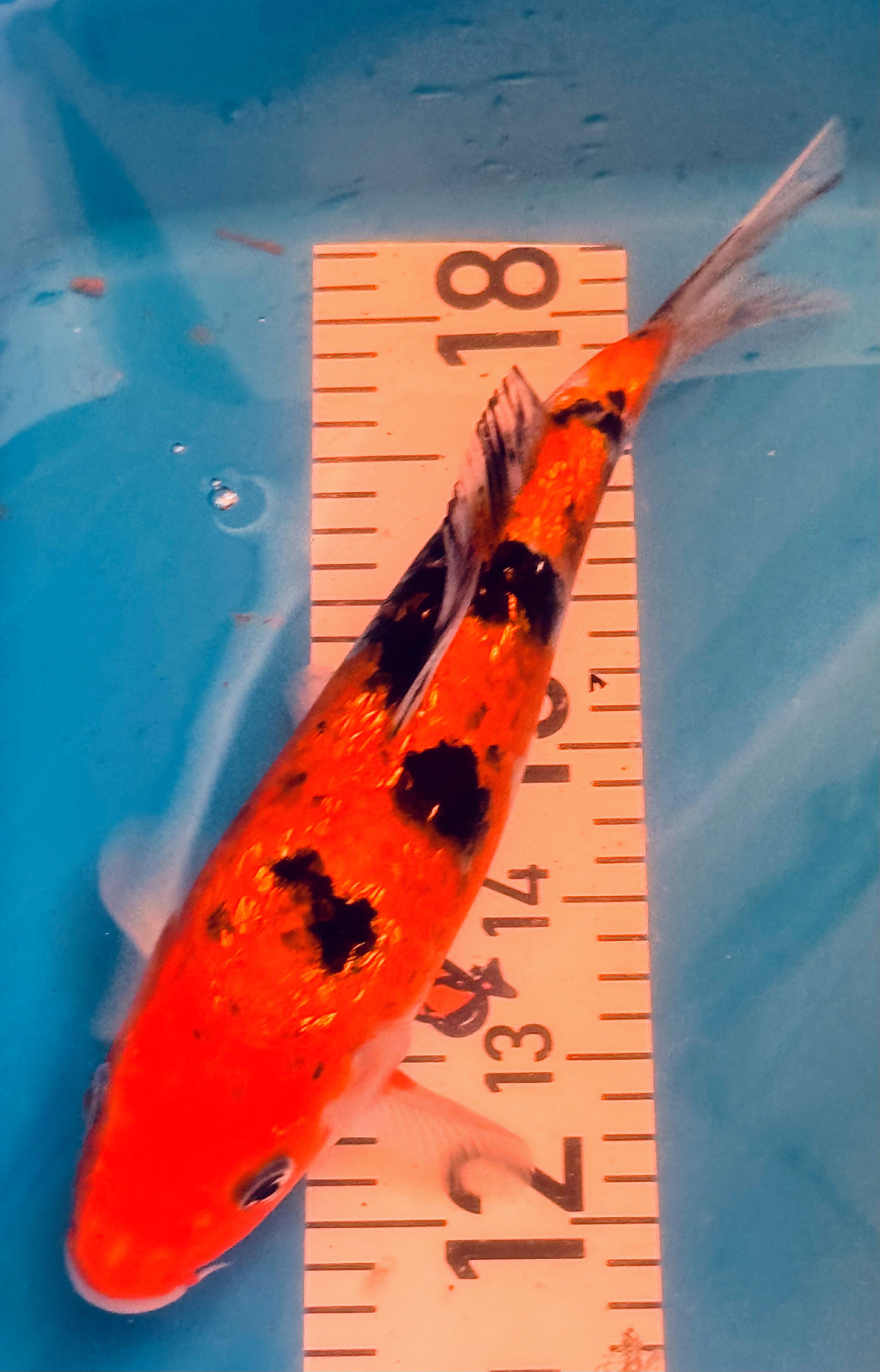 10" Doitsu Hi Utsuri / Kin Ki Utsuri Standard Fin Koi — Live Pond Fish [Premium Grade]