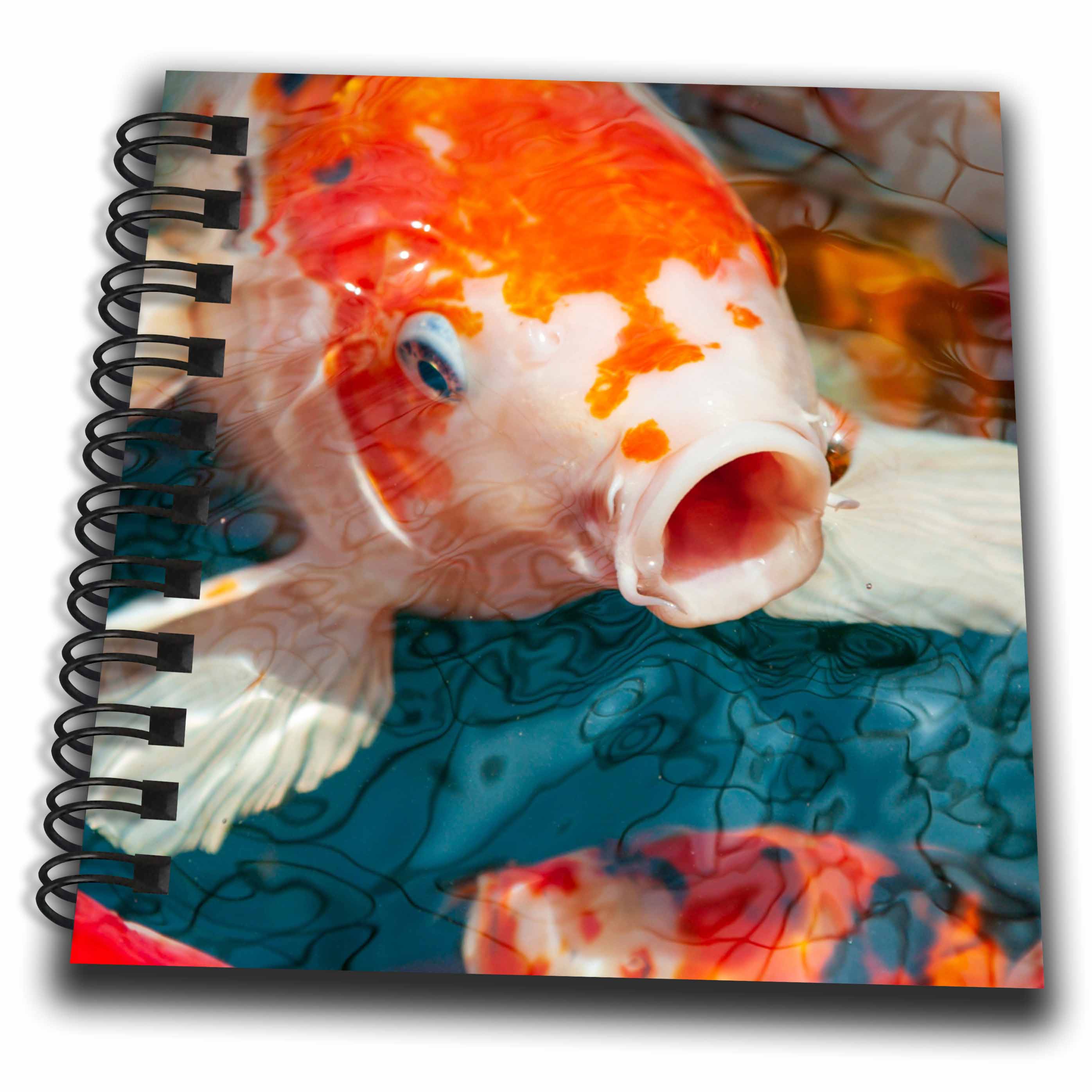 3dRose Malaysia, Malacca. closeup of koi fish. - Drawing Books (db-380407)