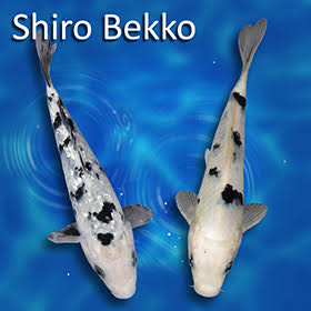 13" Shiro Bekko Standard Fin Koi — Live Pond Fish [Select Grade]