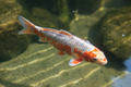 12" Asagi Standard Fin Koi — Live Pond Fish [Premium Grade]