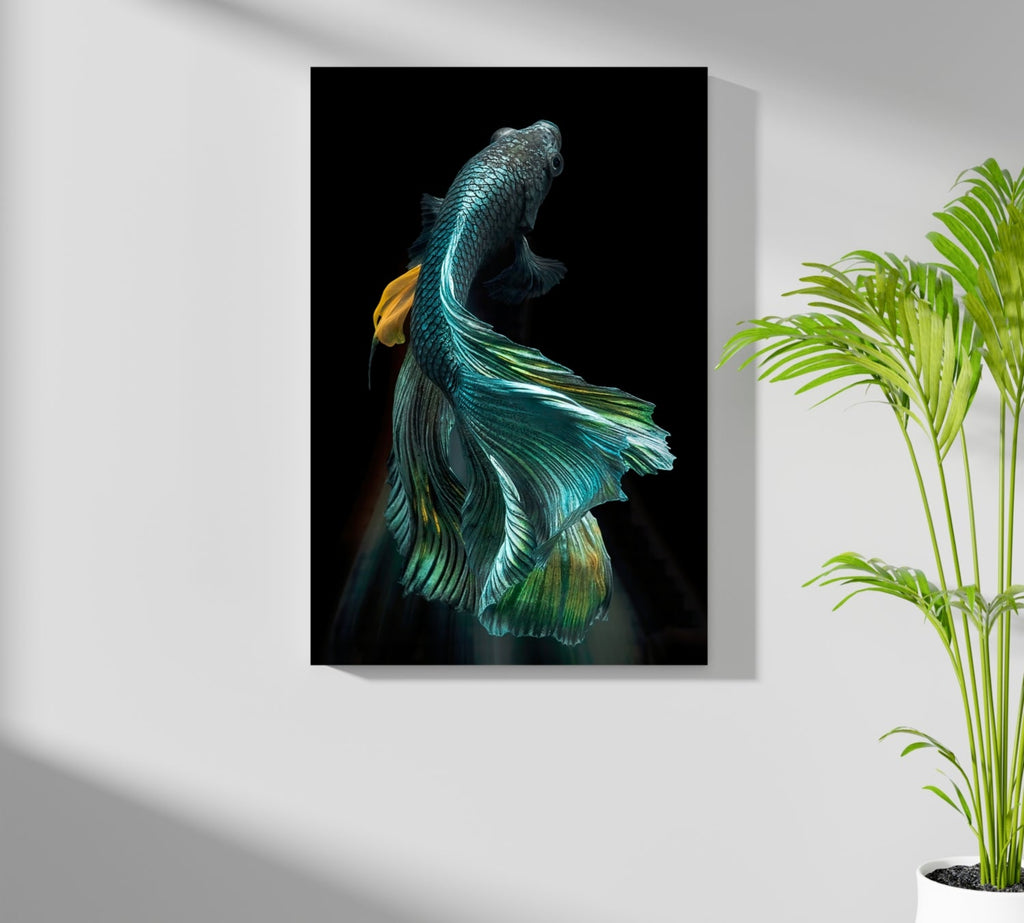 Koi Fish Aluminum Print