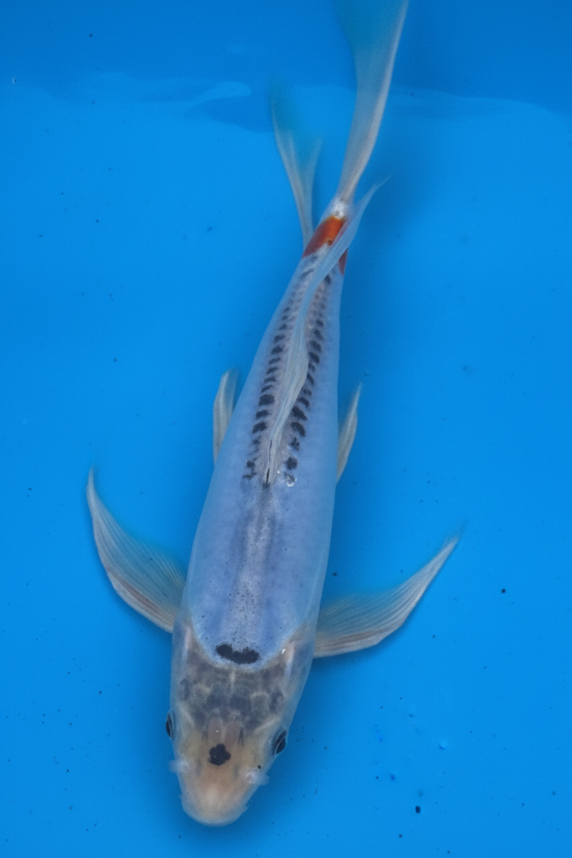 10"-12" Doitsu Kumonryu Butterfly Select koi — top-down view showing pale blue-white body with black dorsal stripe, scattered sumi spots, and long butterfly fins