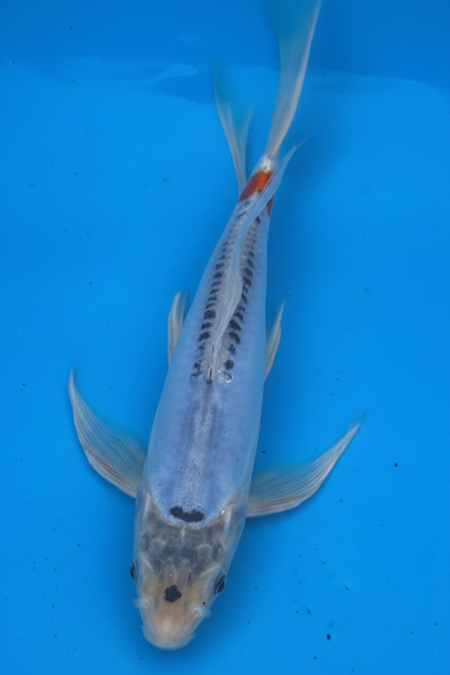 10"-12" Doitsu Kumonryu Butterfly Select koi — top-down view showing pale blue-white body with black dorsal stripe, scattered sumi spots, and long butterfly fins