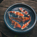 2 - Beautiful Mixed Fin Koi 10"-12" Mixed Box