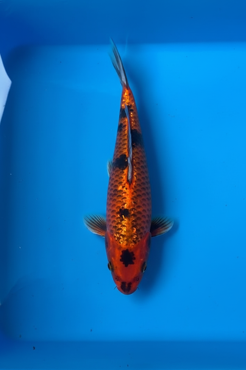 Hi Showa Koi — Enhanced Product Photo