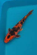 Hi Utsuri Koi — Professional Product Photo