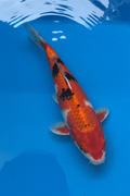 10"-12" Hi Showa Select koi — top-down view showing vivid orange-red hi-dominant body with distinct black sumi patches