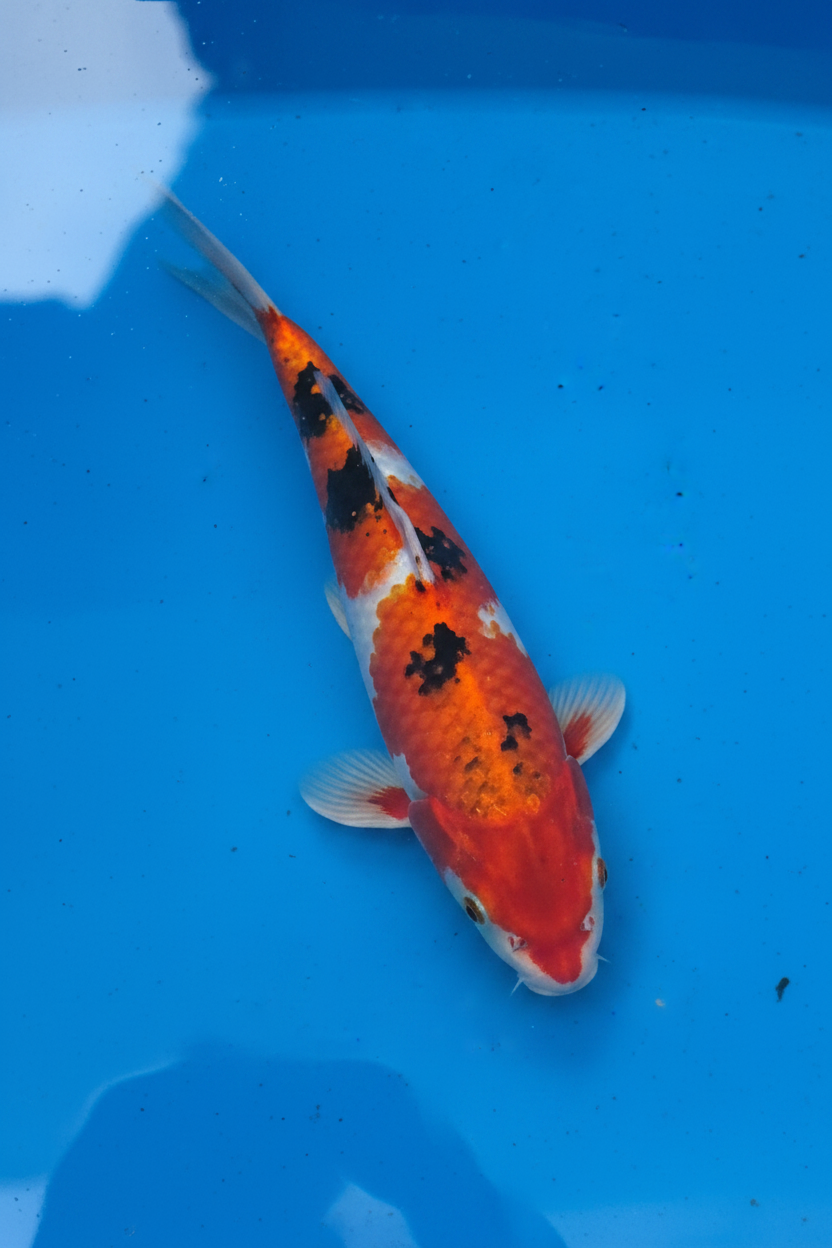 10"-12" Showa Sanshoku Standard Fin Koi — Live Pond Fish [Select Grade]