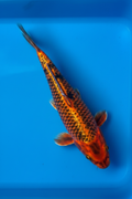 10"-12" Kin Hi Matsuba Premium koi — top-down view showing fiery red-orange base and black matsuba reticulation