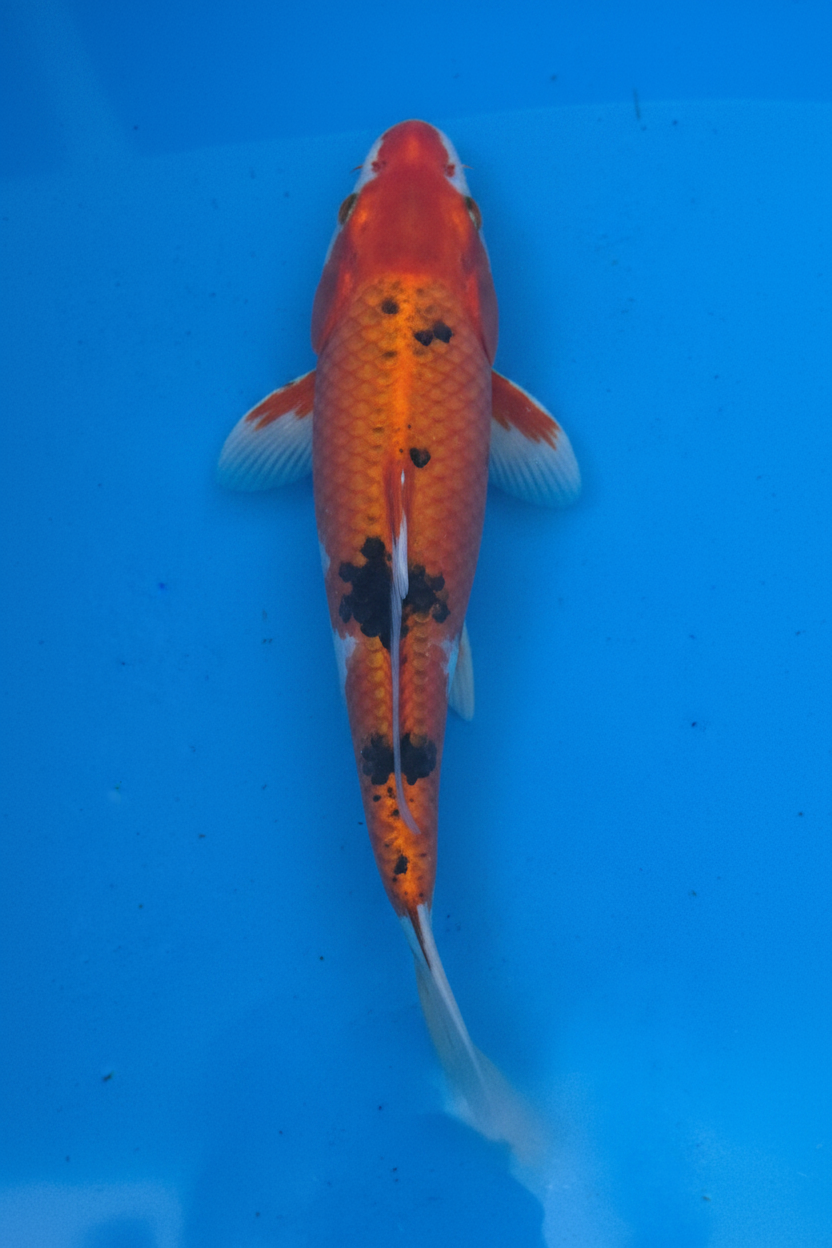 10"-12" Showa Sanshoku Standard Fin Koi — Live Pond Fish [Select Grade]