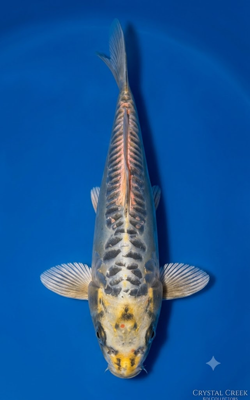 Gin Matsuba Standard Fin Koi — Crystal Creek Koi Farm
