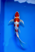 Kohaku Butterfly Fin Koi — Crystal Creek Koi Farm