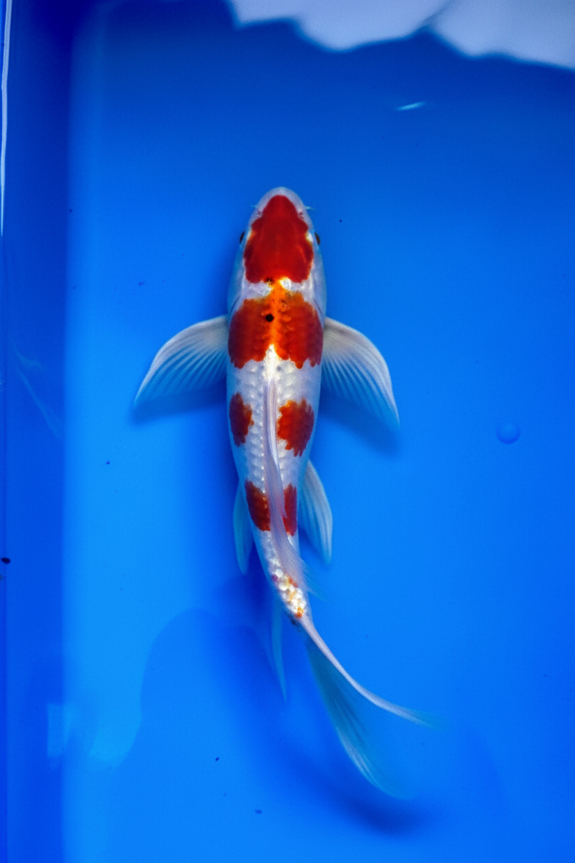 Kohaku Butterfly Fin Koi — Crystal Creek Koi Farm
