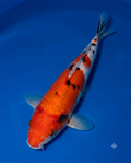 Taisho Sanke Standard Fin Koi — Crystal Creek Koi Farm