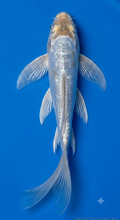 10"-12" Platinum Ogon Butterfly Premium koi — top-down view showing brilliant platinum-white body and long flowing butterfly fins