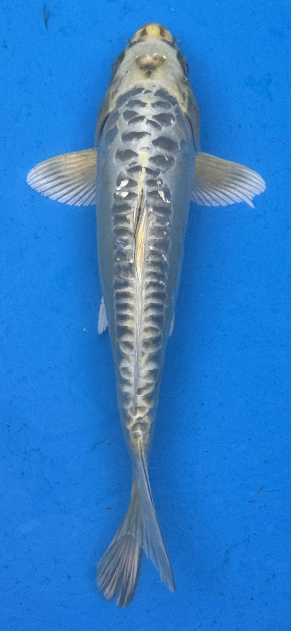 10"-12" Doitsu Yamabuki Ogon Premium koi — top-down view showing smooth golden body and mirror-scale dorsal line