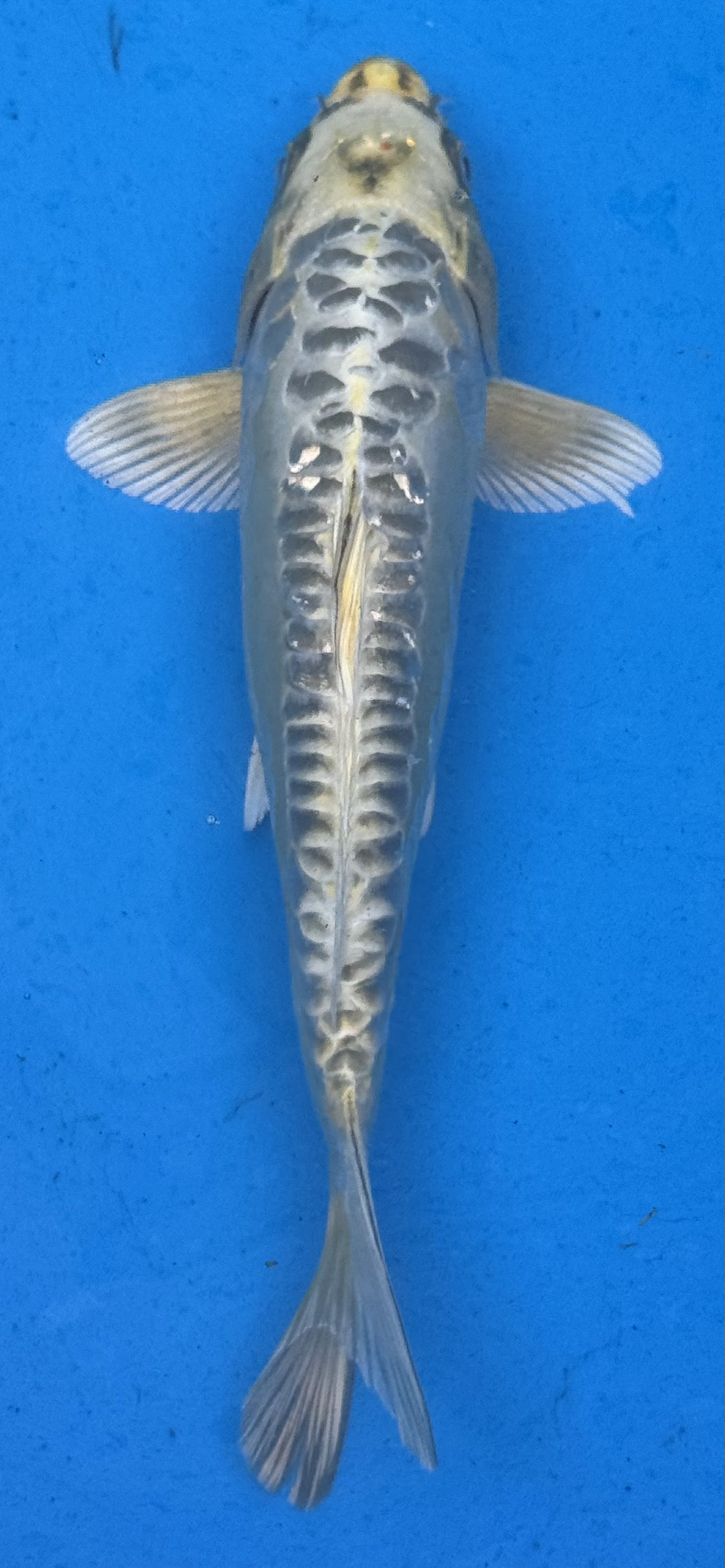 10"-12" Doitsu Yamabuki Ogon Premium koi — top-down view showing smooth golden body and mirror-scale dorsal line
