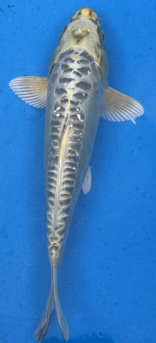 Gin Matsuba Standard Fin Koi — top view — Crystal Creek Koi Farm