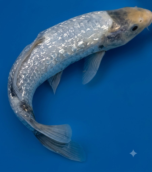Chagoi Standard Fin Koi — Crystal Creek Koi Farm