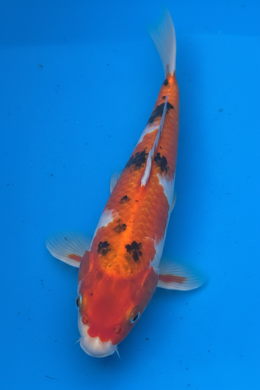 10"-12" Showa Sanshoku Standard Fin Koi — Live Pond Fish [Select Grade]