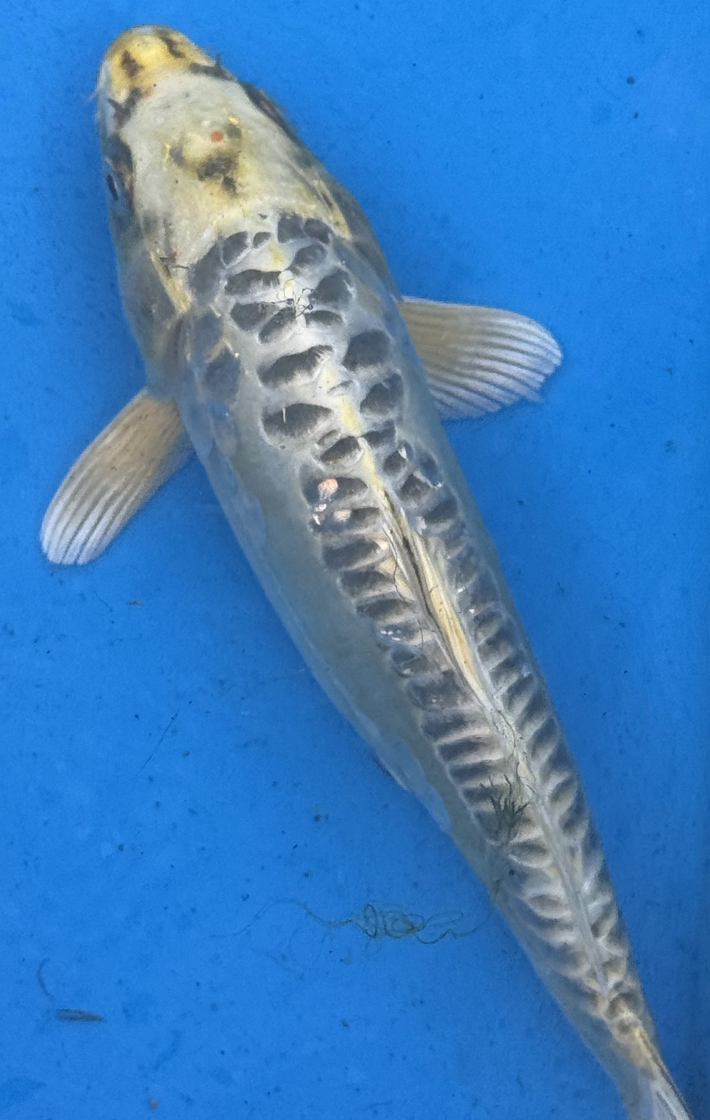 10"-12" Doitsu Yamabuki Ogon Premium koi — angled top-down view showing full body shape and yamabuki coloration