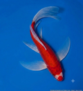 10"-12" Kohaku Butterfly Select koi — vivid red body with long flowing white butterfly fins against blue background