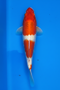 Kohaku Standard Fin Koi — Crystal Creek Koi Farm
