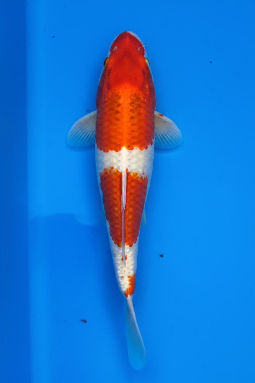 Kohaku Standard Fin Koi — Crystal Creek Koi Farm