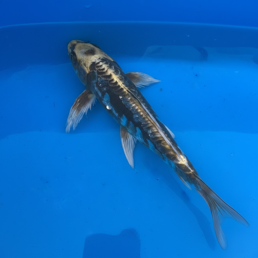 Kumonryu Butterfly Fin Koi — Top Down