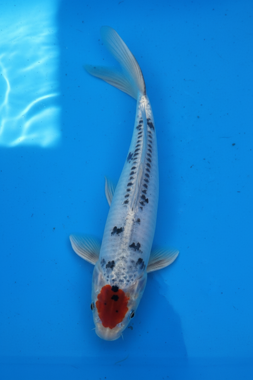 Kumonryu Butterfly Koi – Extra 2