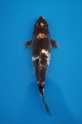 Shiro Bekko / Kumonryu Koi — Professional Product Photo