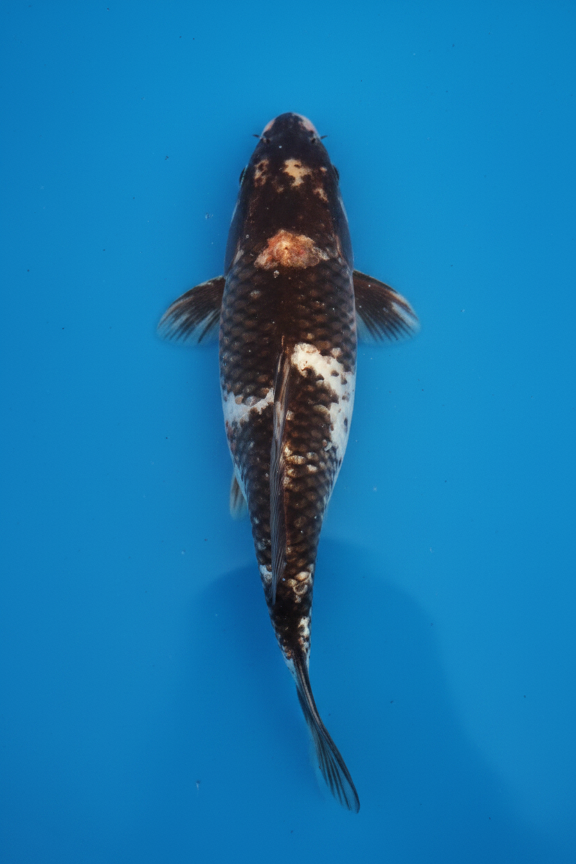 Shiro Bekko / Kumonryu Koi — Professional Product Photo